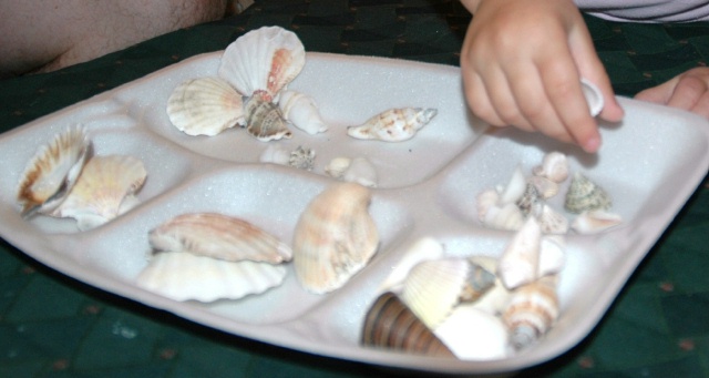 Sorting Shells by Size