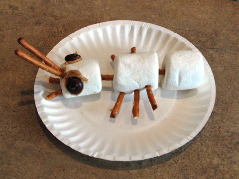 Marshmallow Ant