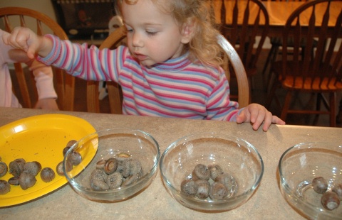 Sorting Acorns