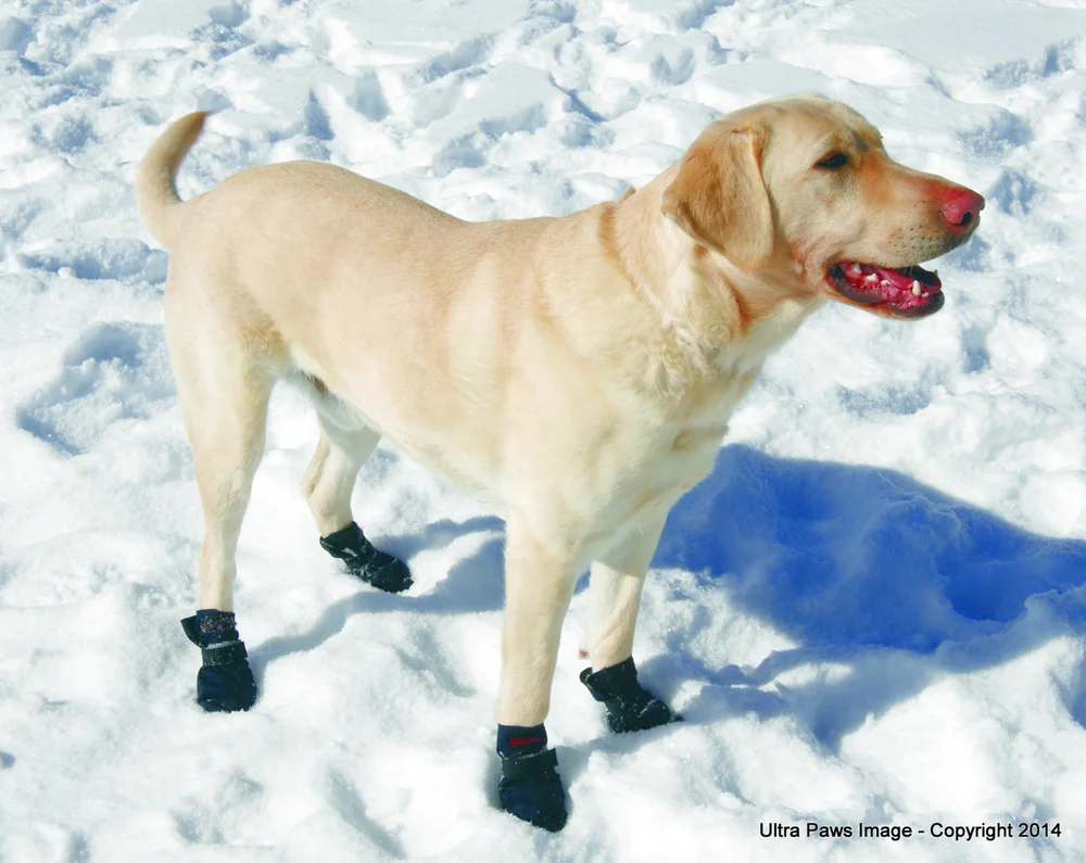 Cold Labrador How Cold Is Too Cold For A Labrador Retriever