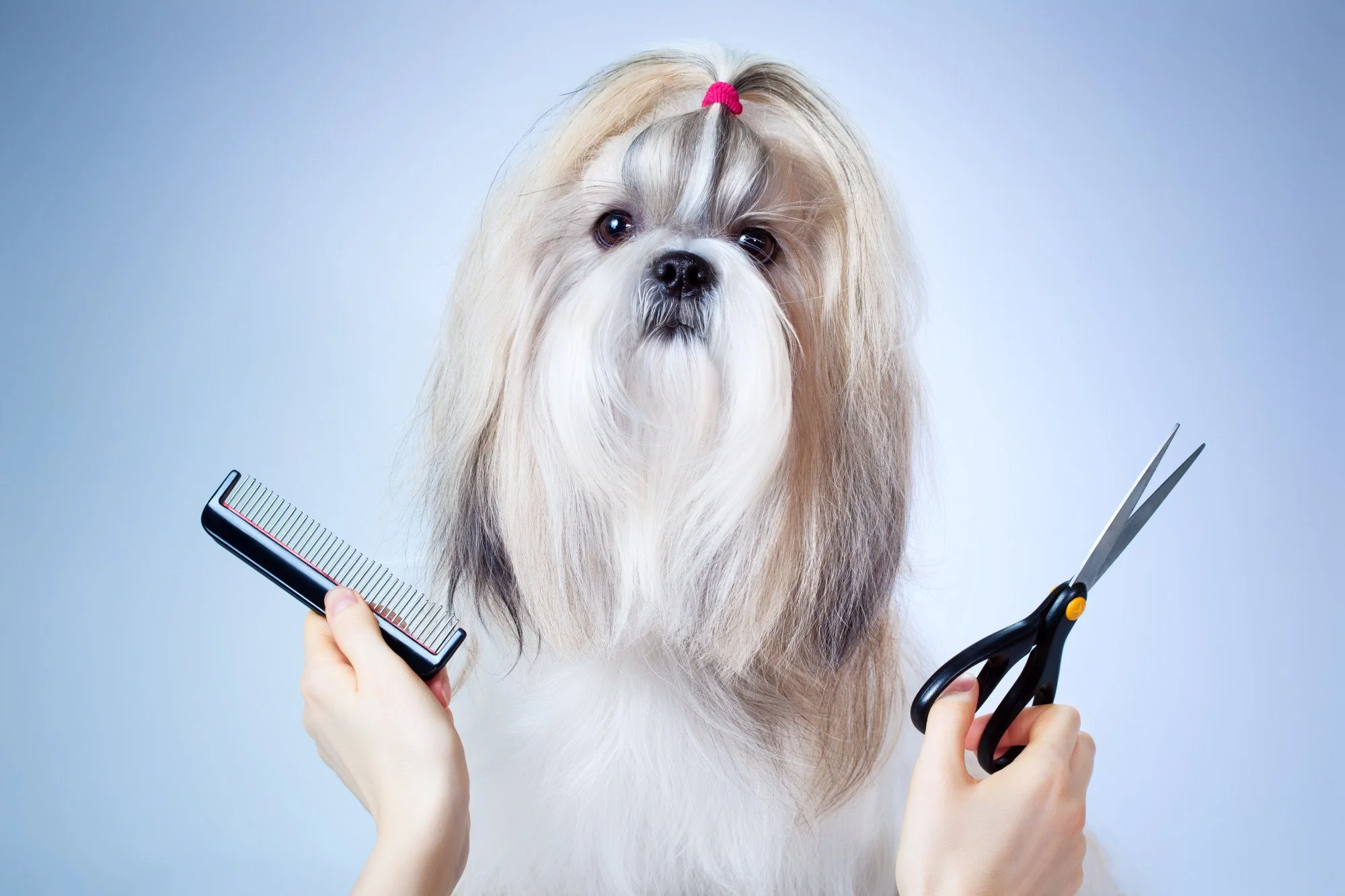 Pet Grooming: What Dog Breeds Require the Most Grooming?
