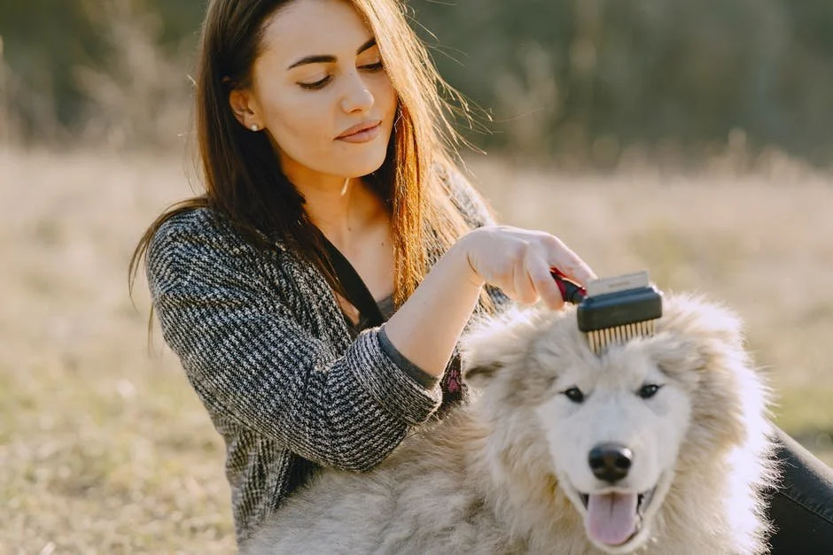 What Is the Average Cost of Grooming a Dog?