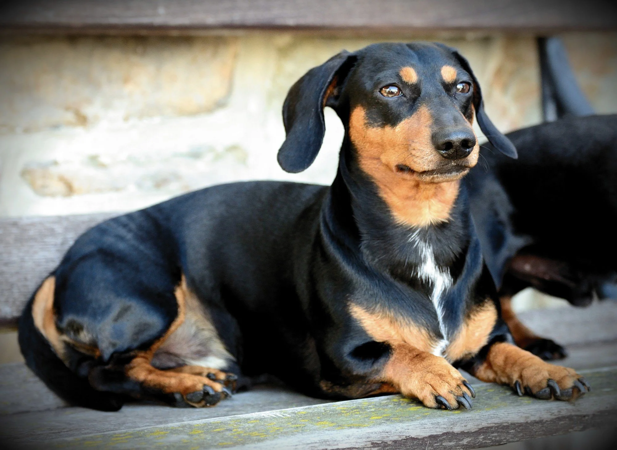 This Is How to Cut Your Dog's Hair the Right Way