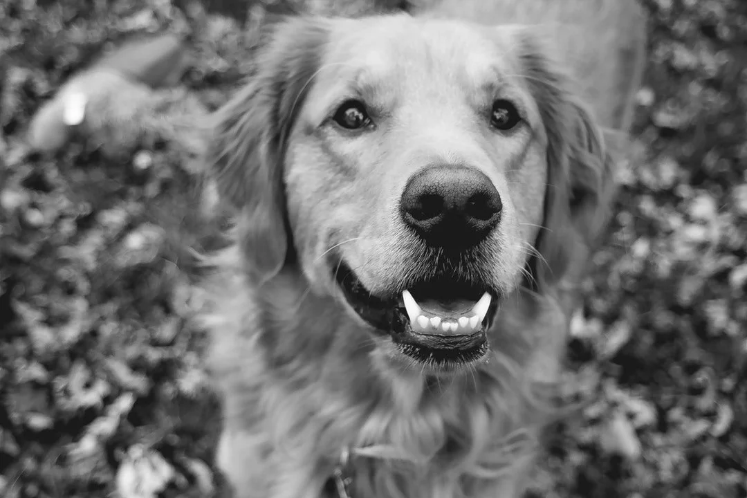 How to Clean Your Dog's Teeth
