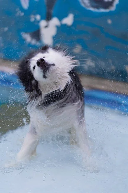 An Overview of Different Dog Wash Techniques
