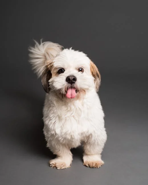 Frequently Asked Questions About Grooming a Puppy
