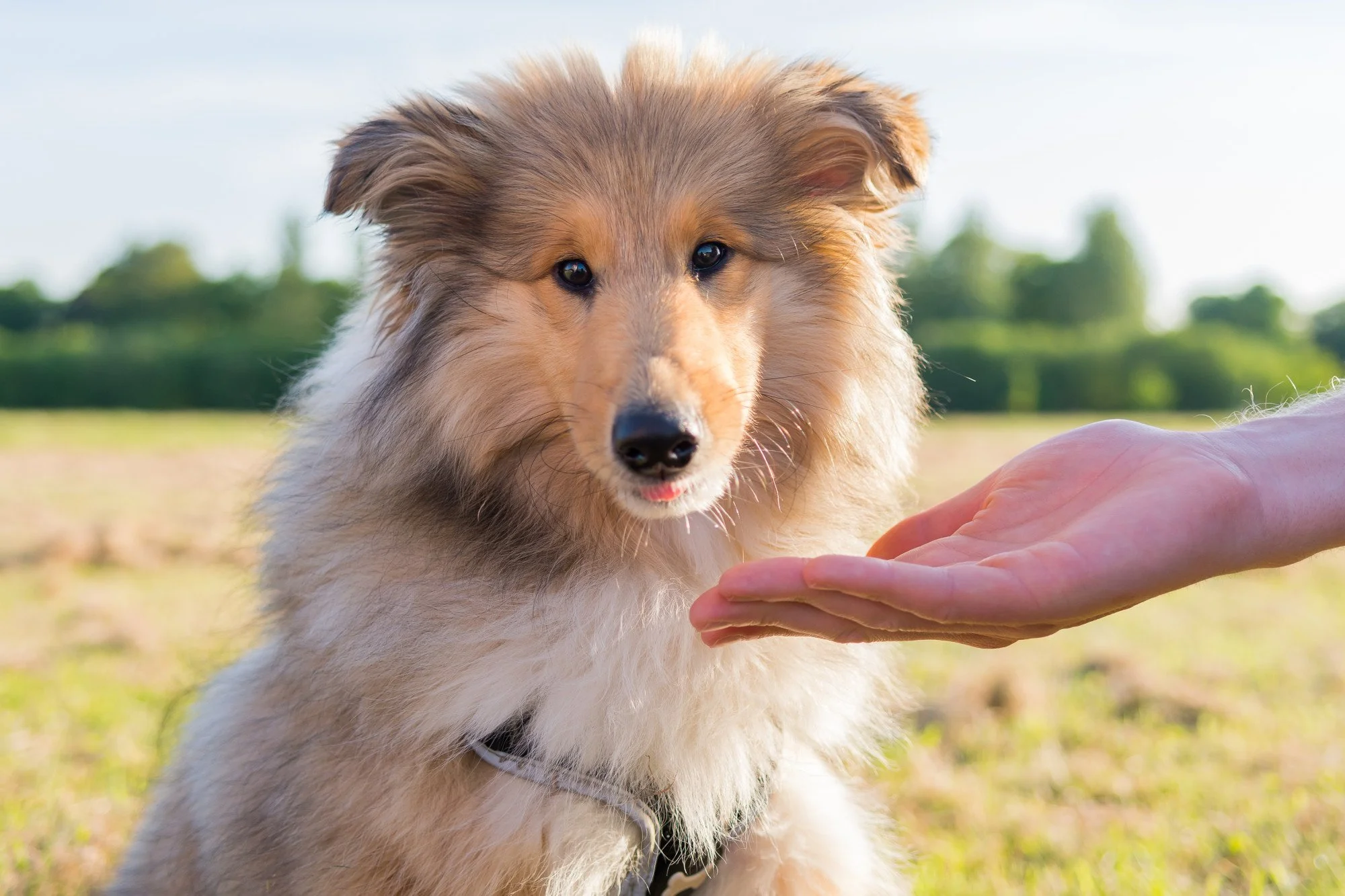 Best Calming Scents for Dogs to Reduce Stress