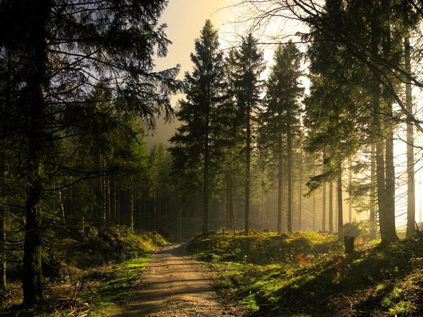 pineforest.jpeg