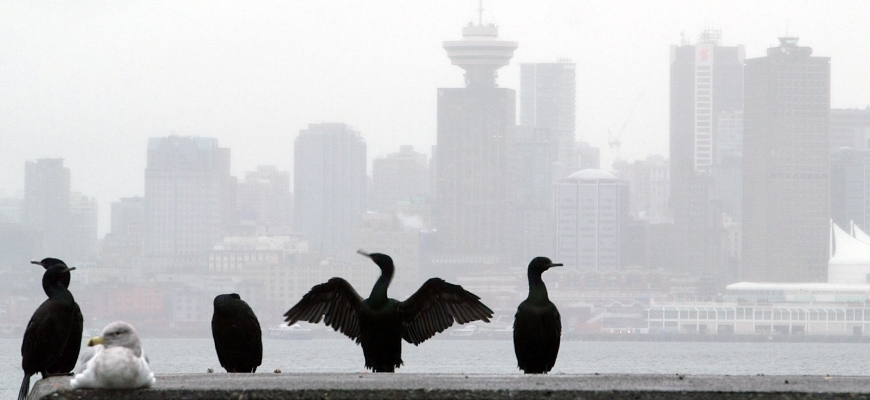 Film still from Vancouver: No Fixed Address