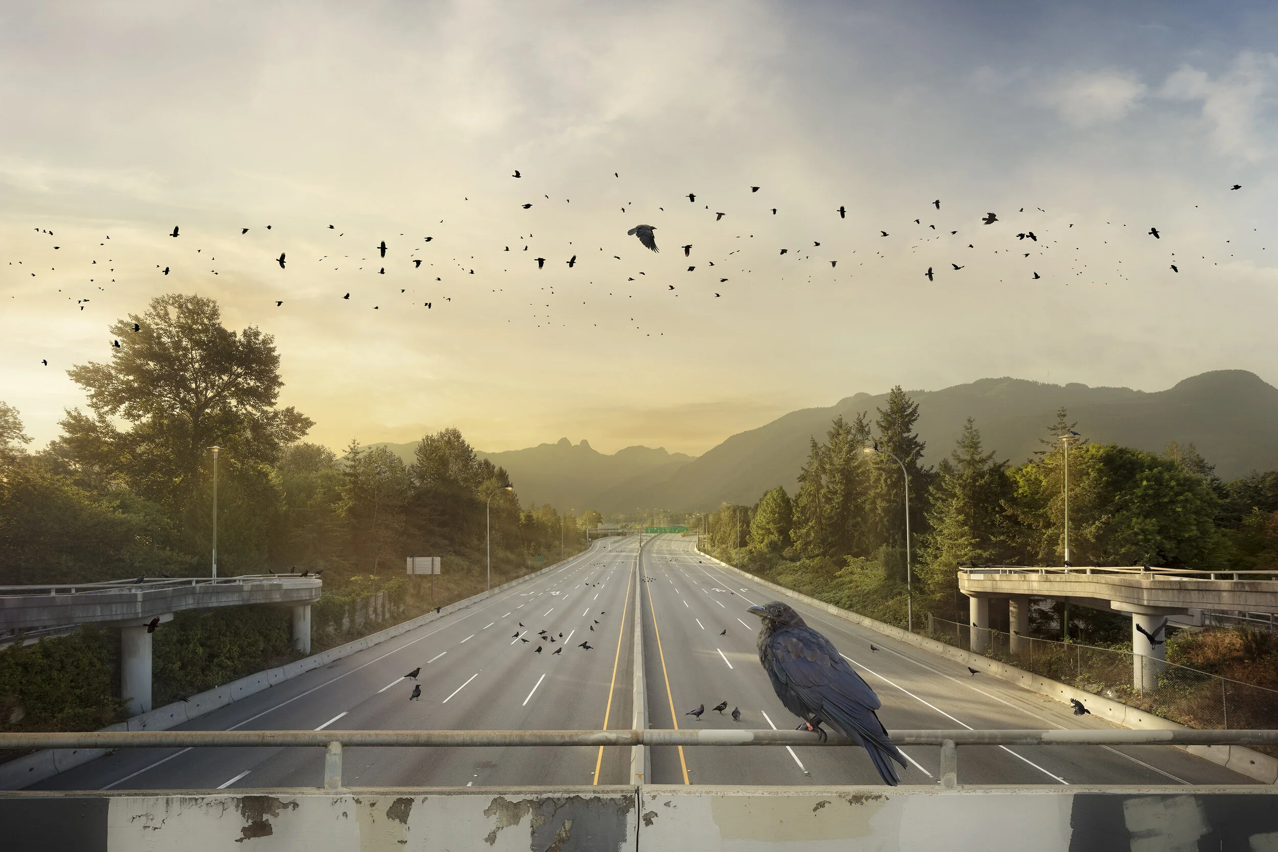 EXPLORING VANCOUVER’S NON-HUMAN RESIDENTS IN PHOTOGRAPHY SERIES HUMAN:NATURE 