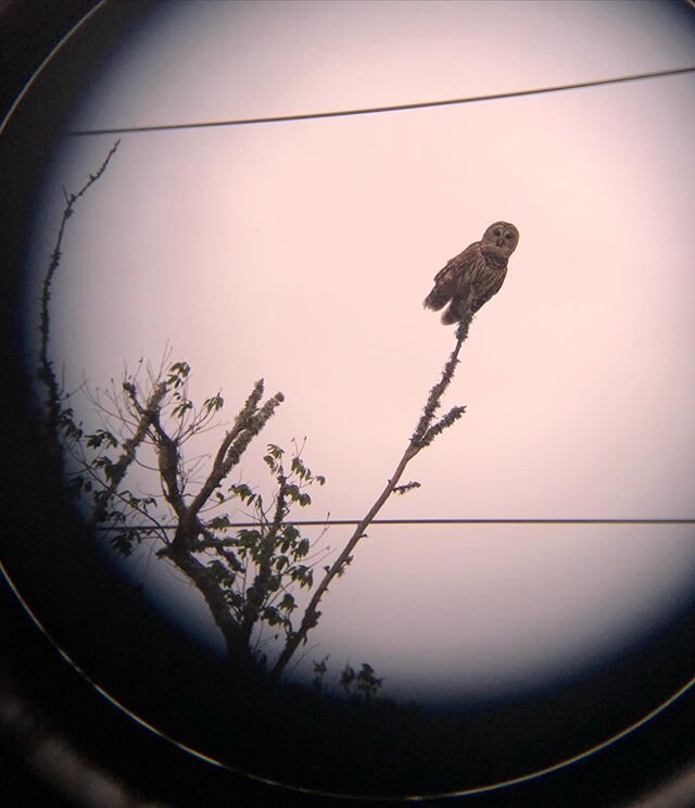 owl calling
#nofilter #binoculars