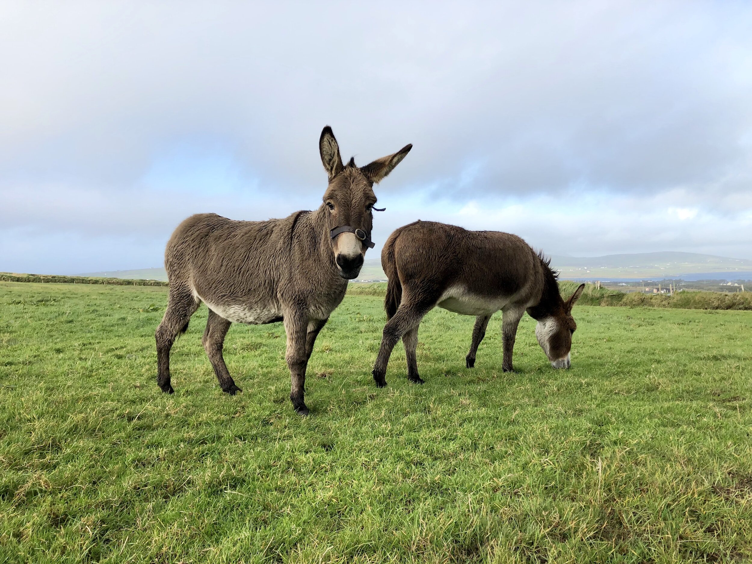 “Tale of two Donkeys”