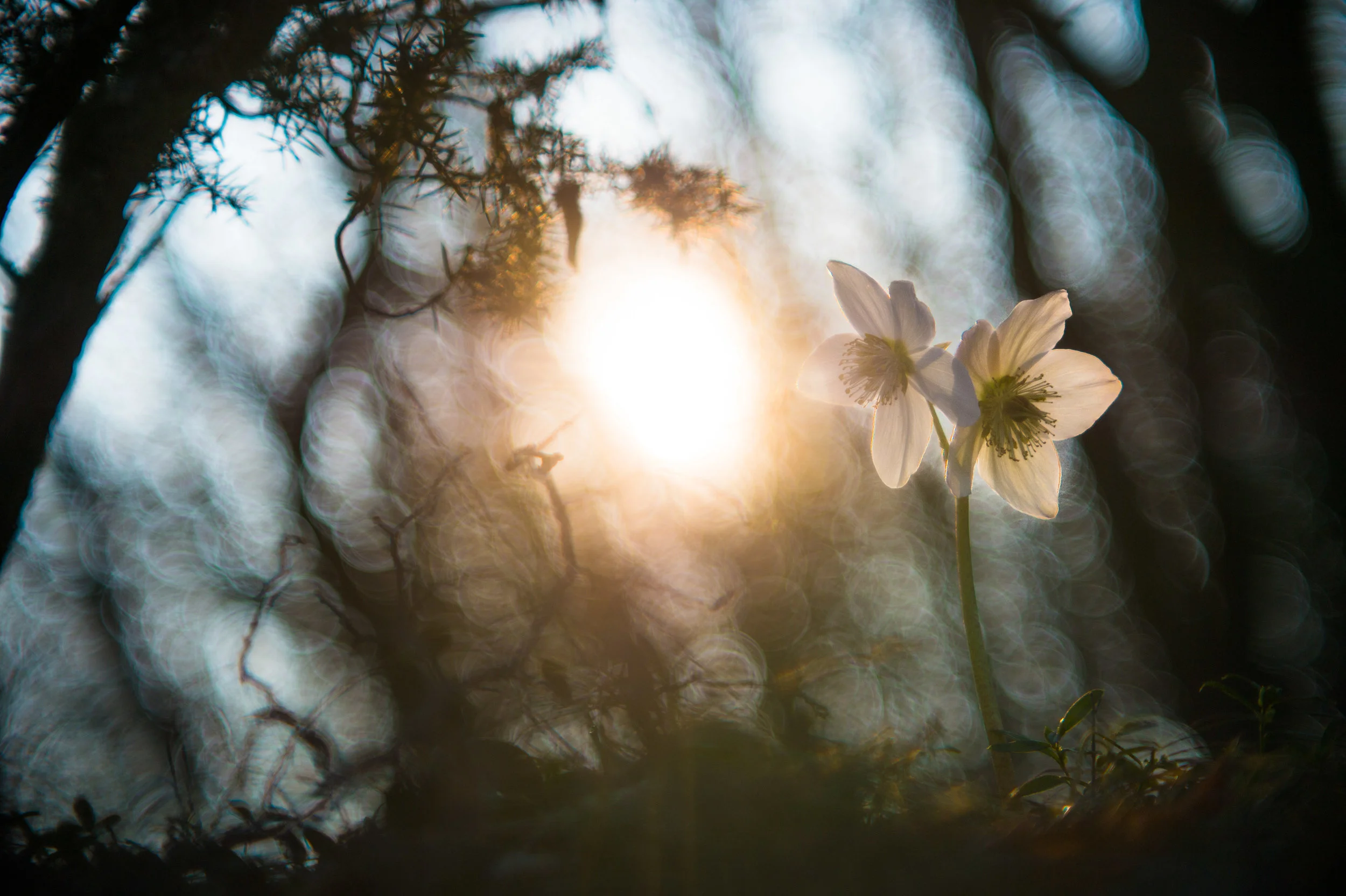 Light