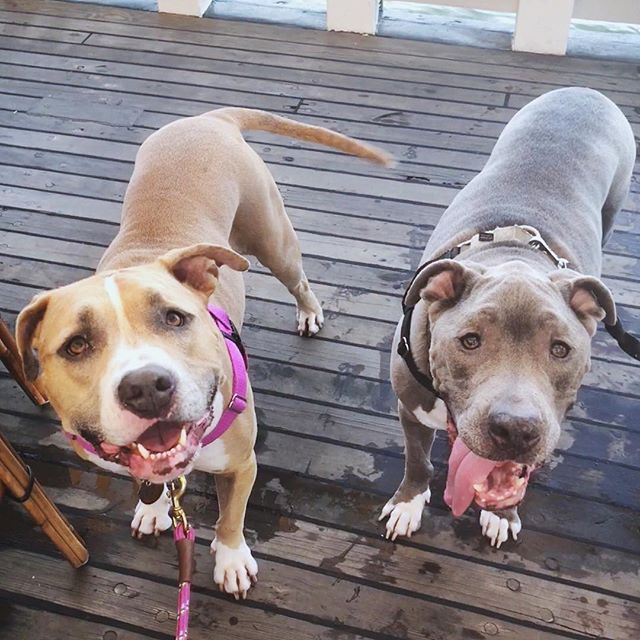 the moms brought us to a bar on a boat and all we got was bottomless water bowls and 1,000 pets from strangers. NOT A BAD DEAL.⁣
⁣⁣⁣⁣⁣
(high-fives to @lilybug_lpb for braving her first time on a boat, and @pilot_brooklyn for being SUPER manatee-frien