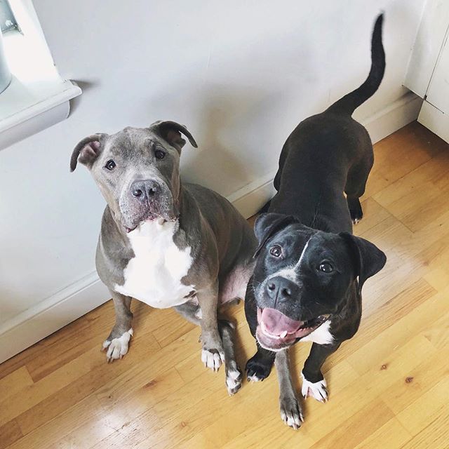 👆🏼 the exact moment we told them that this is raisin&rsquo;s new foster home. 😐😀 ⁣⁣
⁣⁣
WELCOME, raisin!!!! we are so so smitten with you already (yes, chase too 😊). raisin is 11-months olds and comes to us from NC, where she was tied up and aban