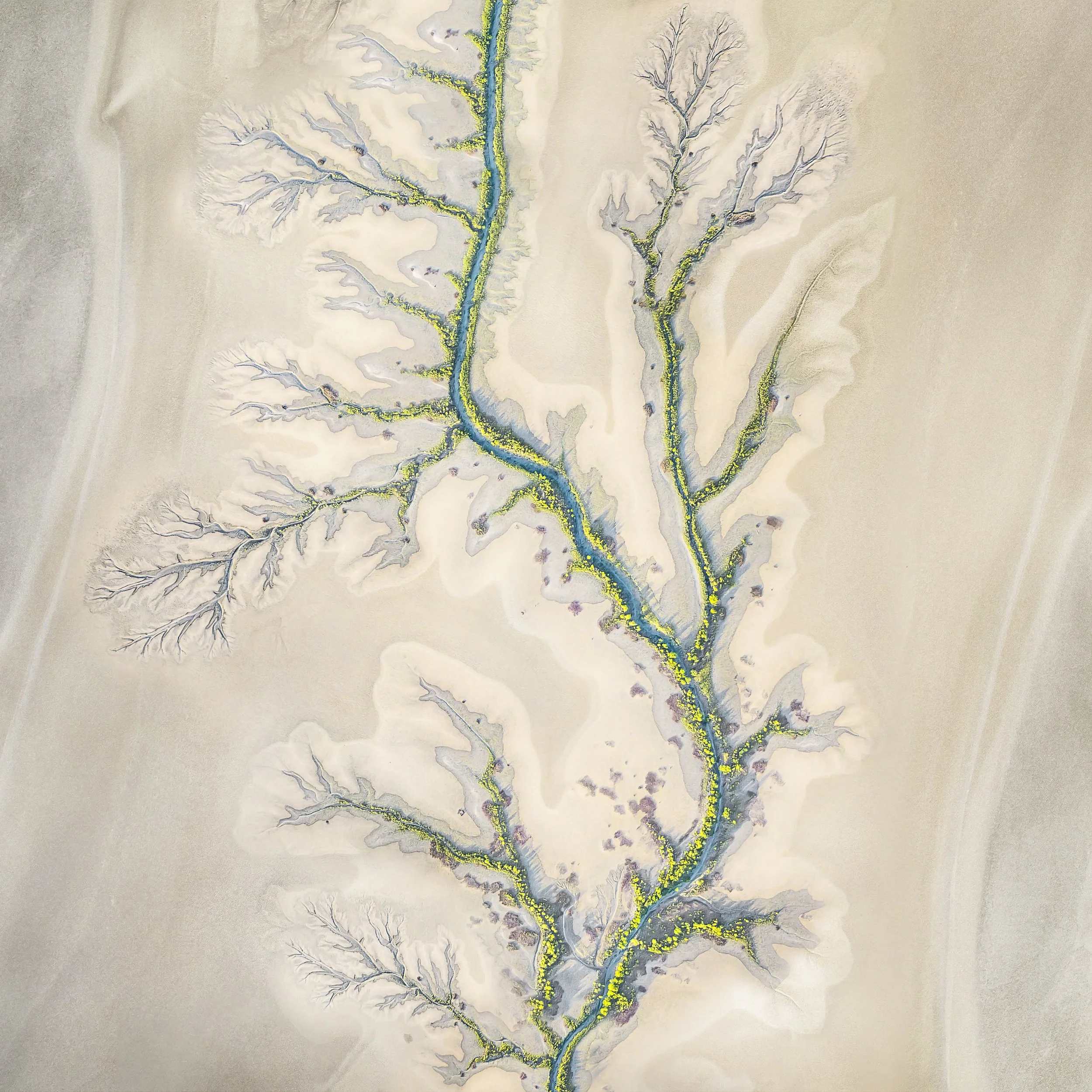 Seeking Tendrils.JPG