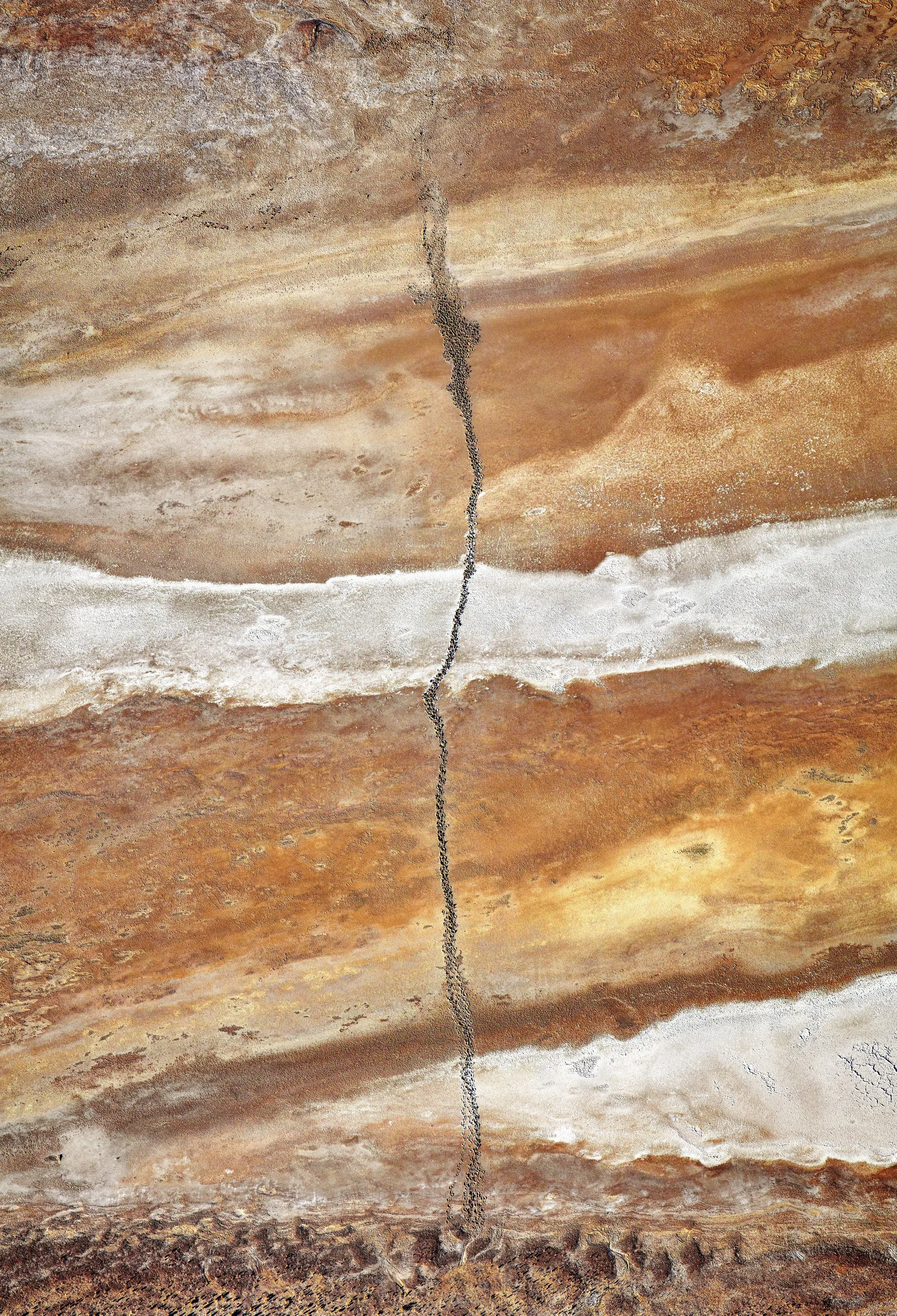 Camel Tracks - Paul Hoelen.JPG