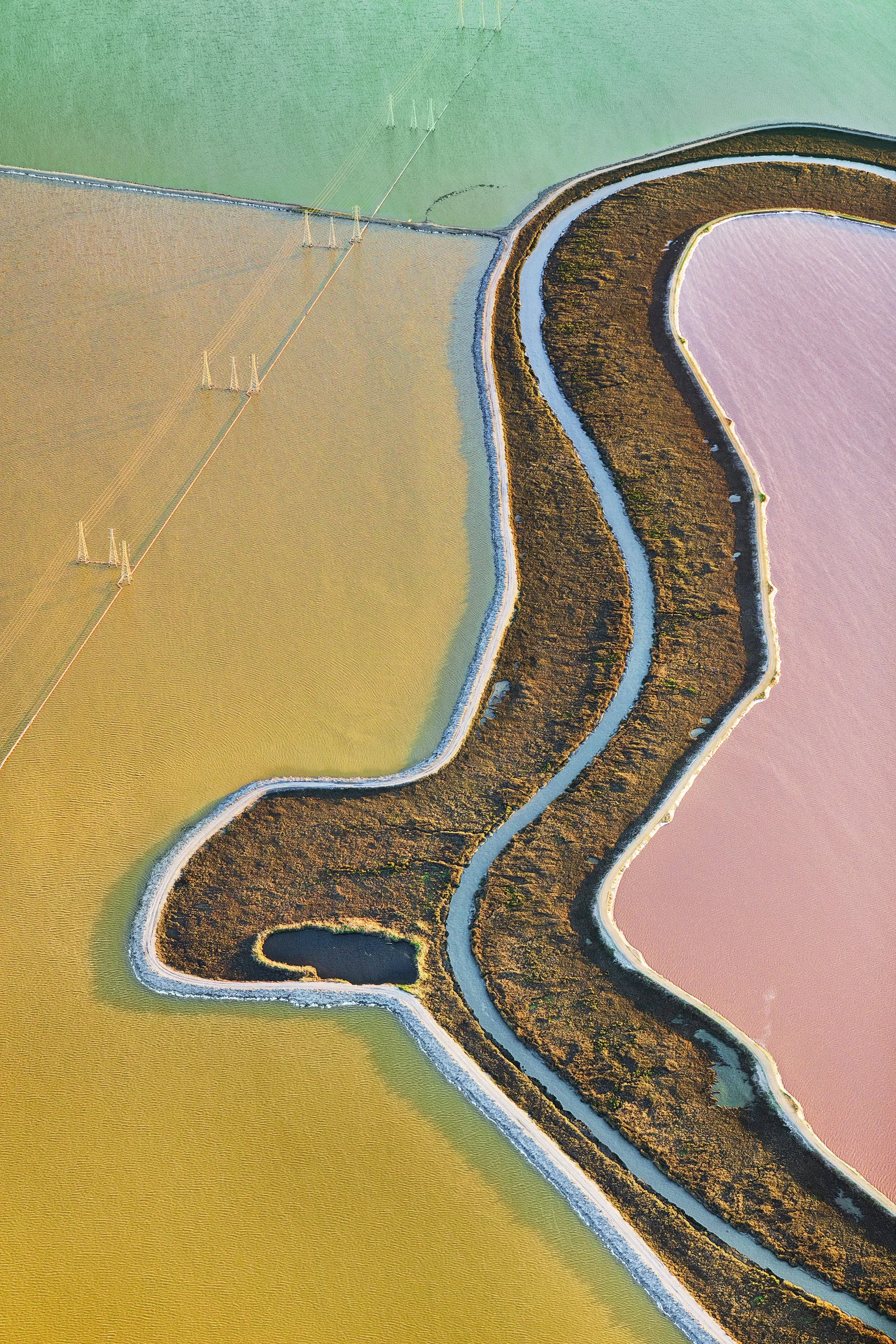 Tri-Colour Paul Hoelen.JPG