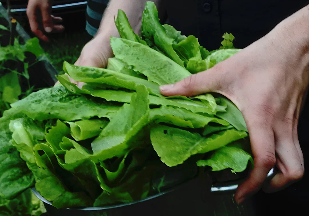 Lettusta.jpg