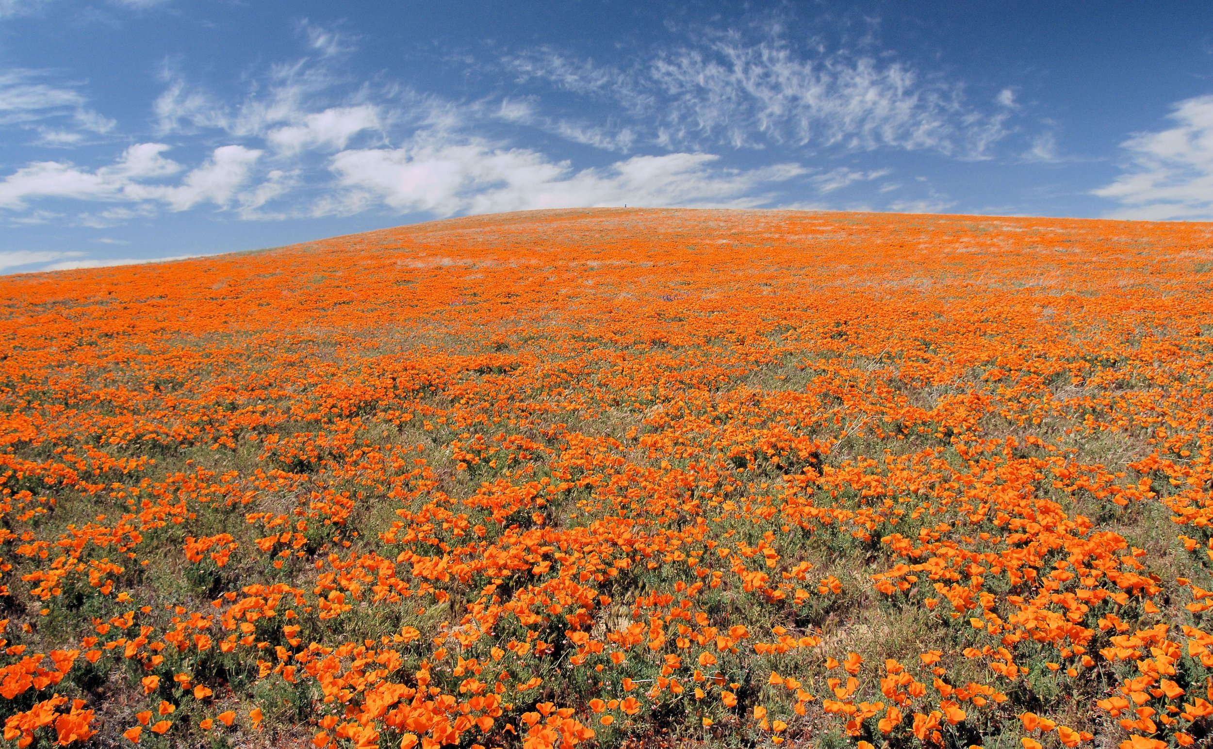 "Poppies Glowing," Jim Schlett