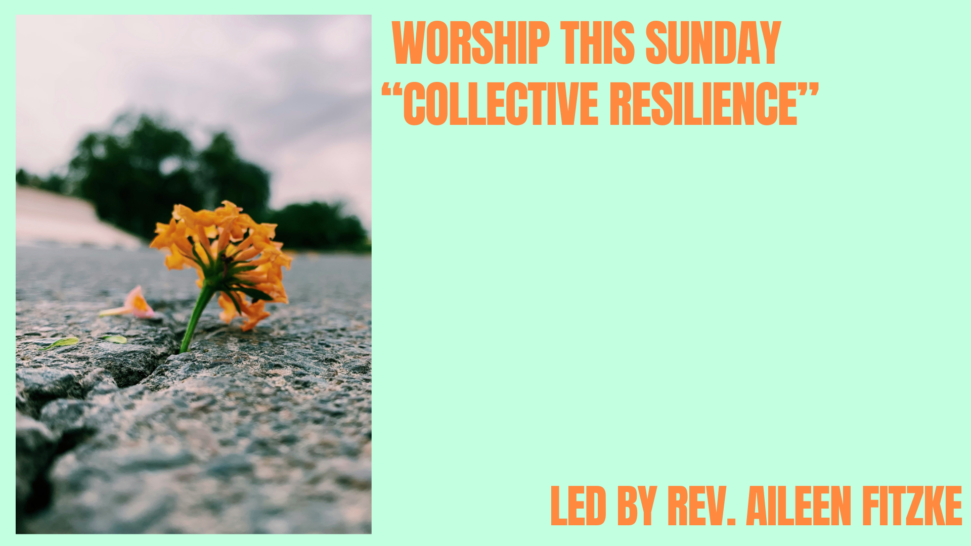 Copy of Trees Worship(1).png