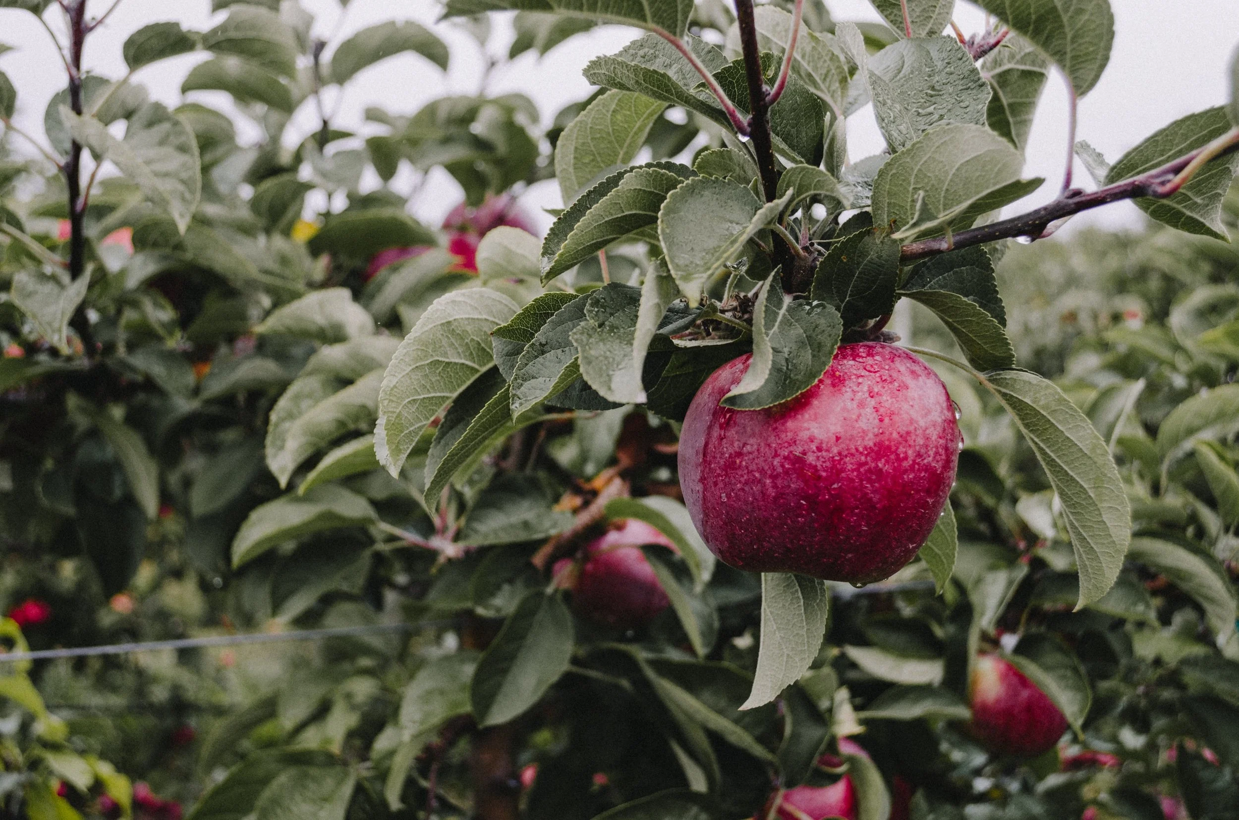 Saisonale Ernte: Das wächst bei uns im Herbst
