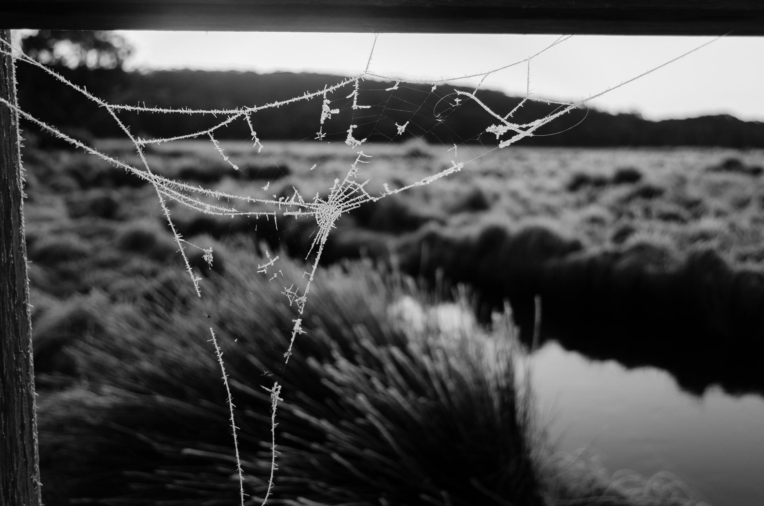 Spring frost on Polblue Swamp