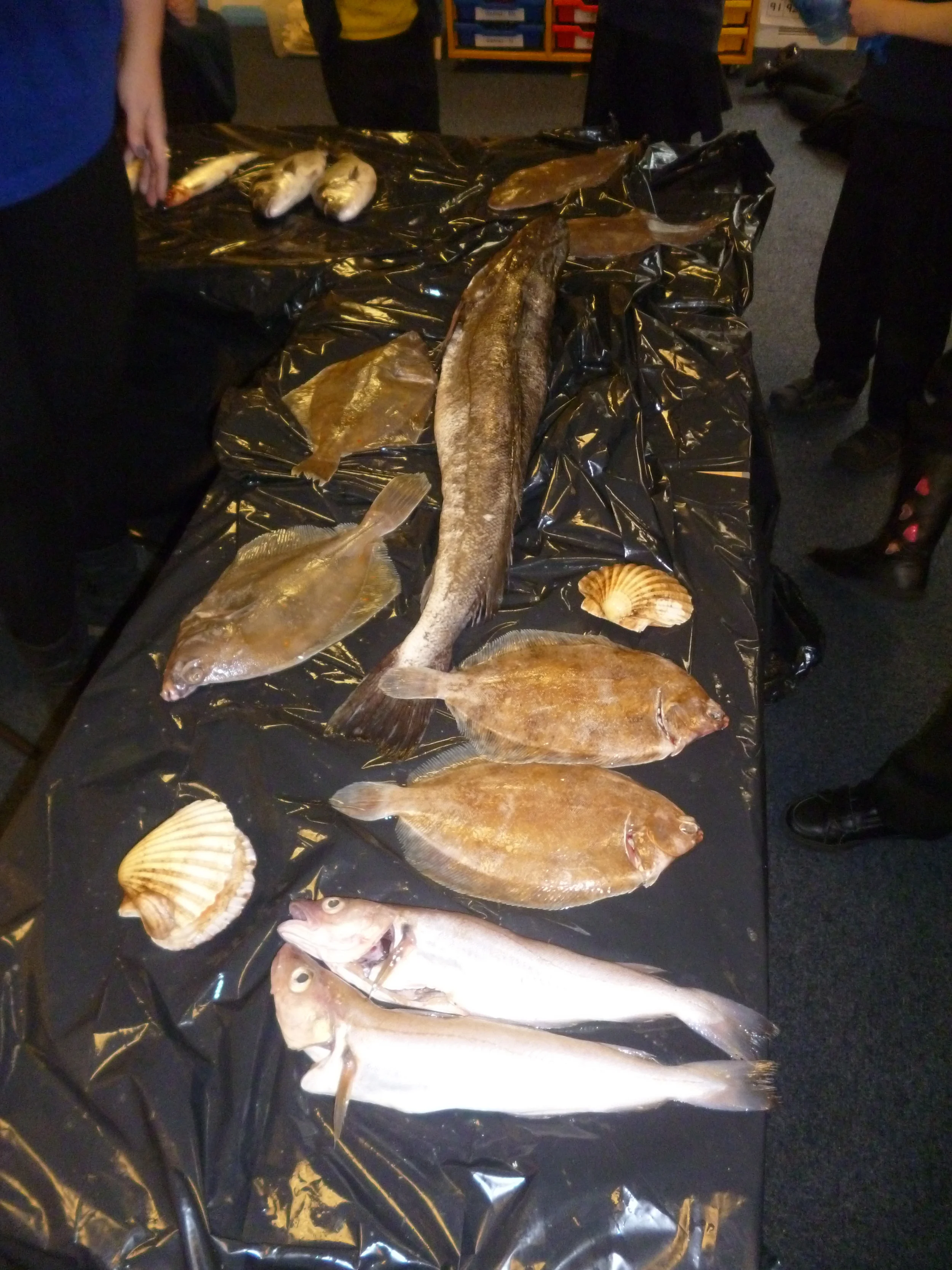 I took eight different types of fish