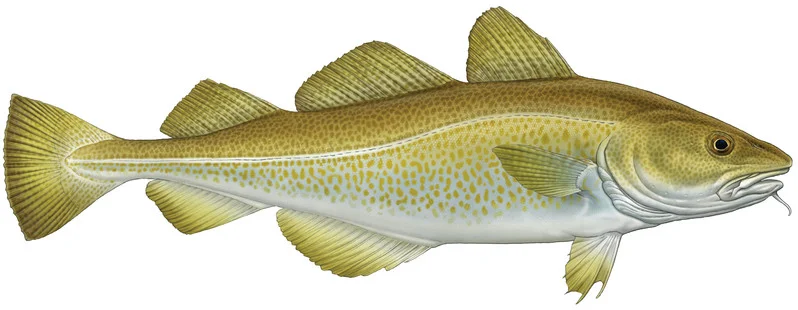 Atlantic Cod or Gadus morhua. Cod is our most popular fish at Krispies and generally in the South. However, in the North Haddock is the fish of choice
