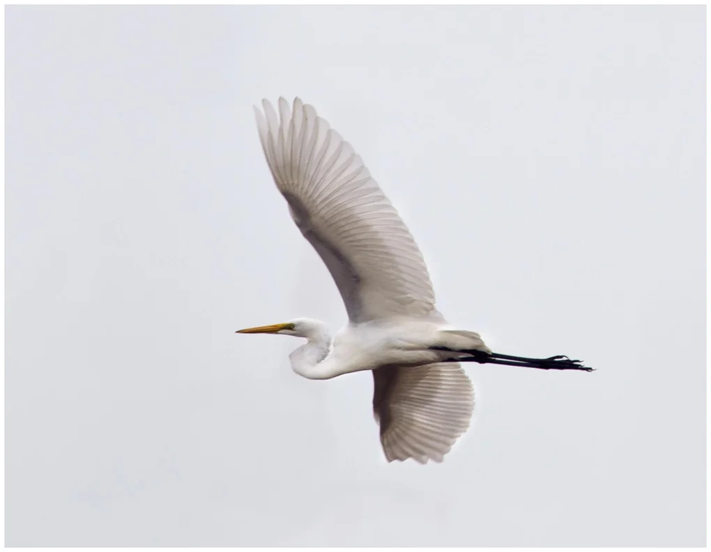 Great Egret in Flight.jpg