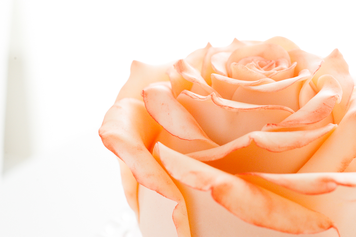 Rose Cake with White Modeling Chocolate Petals