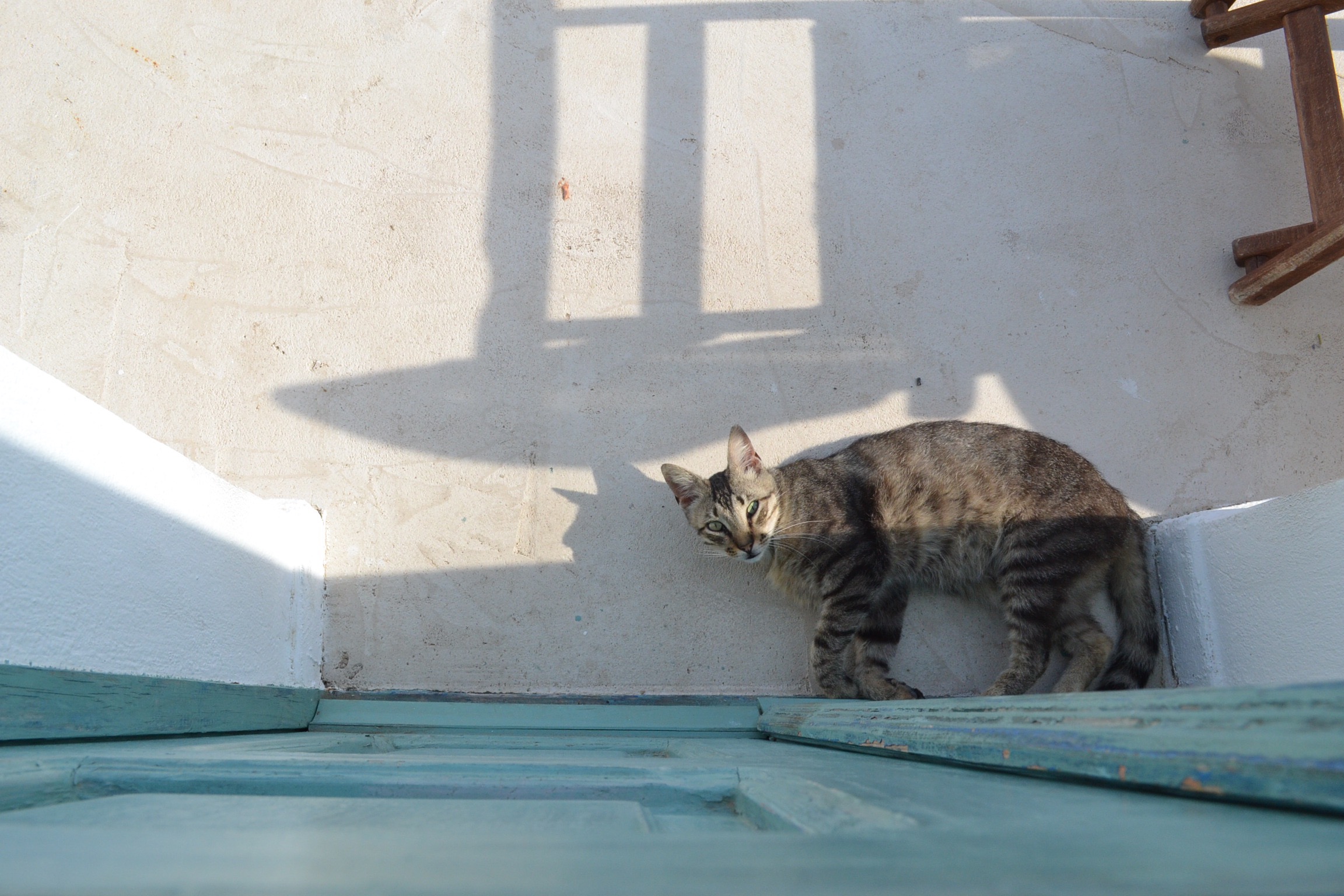 Daily visitors 