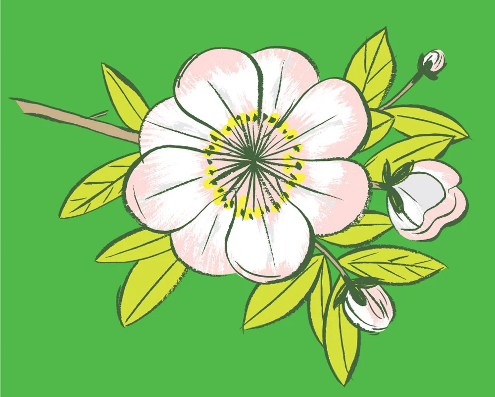 blossom_registered_web.jpg