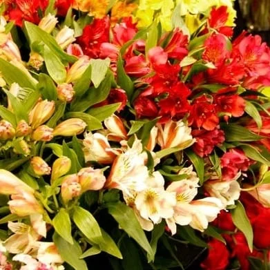 Ferguson's Garden Center