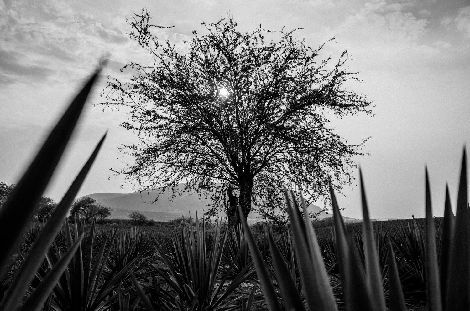 Mexico_Website_005.jpg