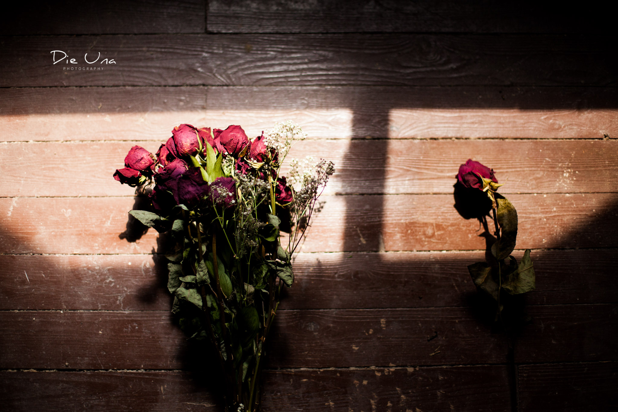  dried roses from a friend hanging out in the sun collected for the dead flower project 