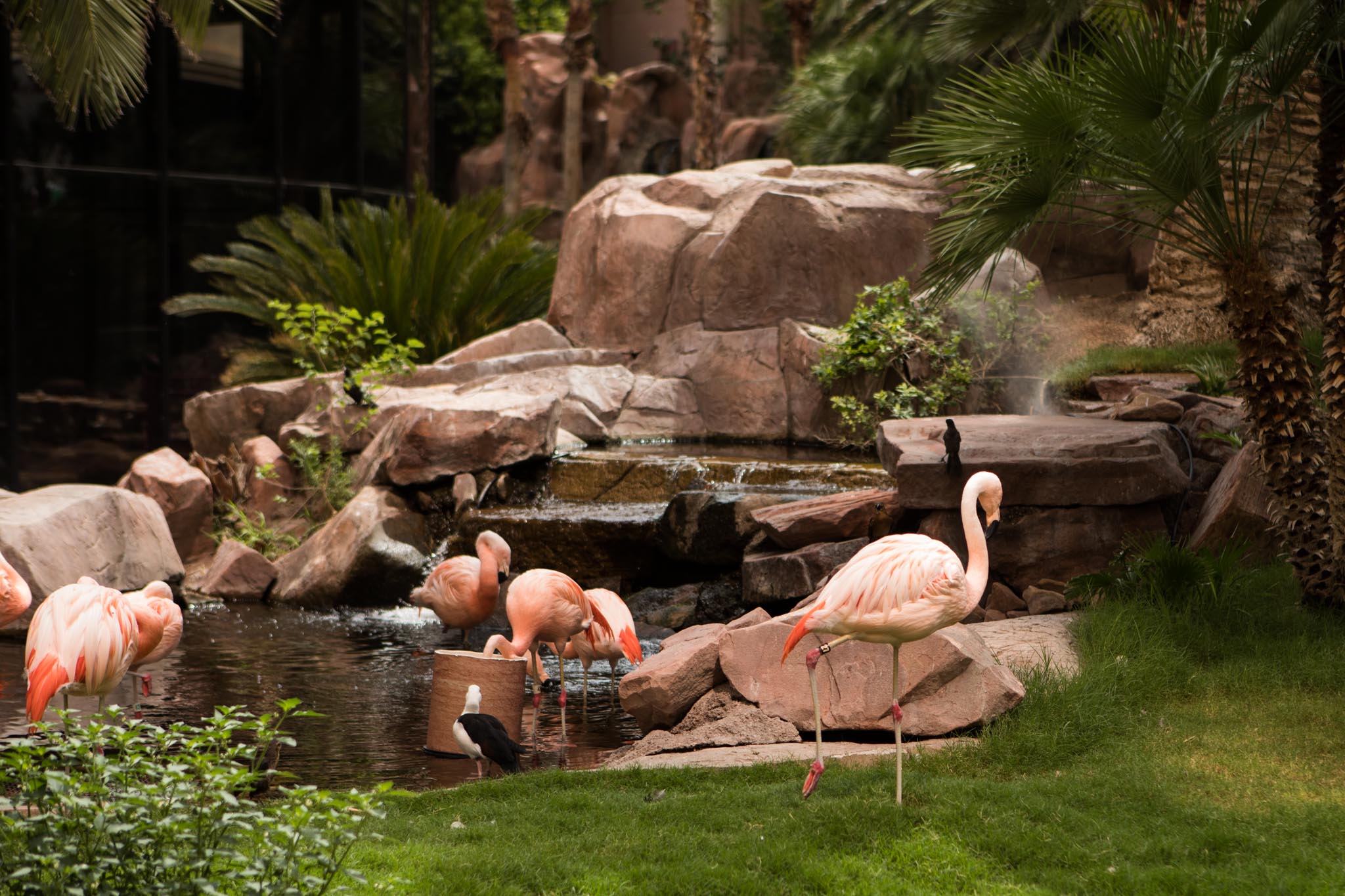 live flamingos at the Flamingo in Las Vegas.jpg