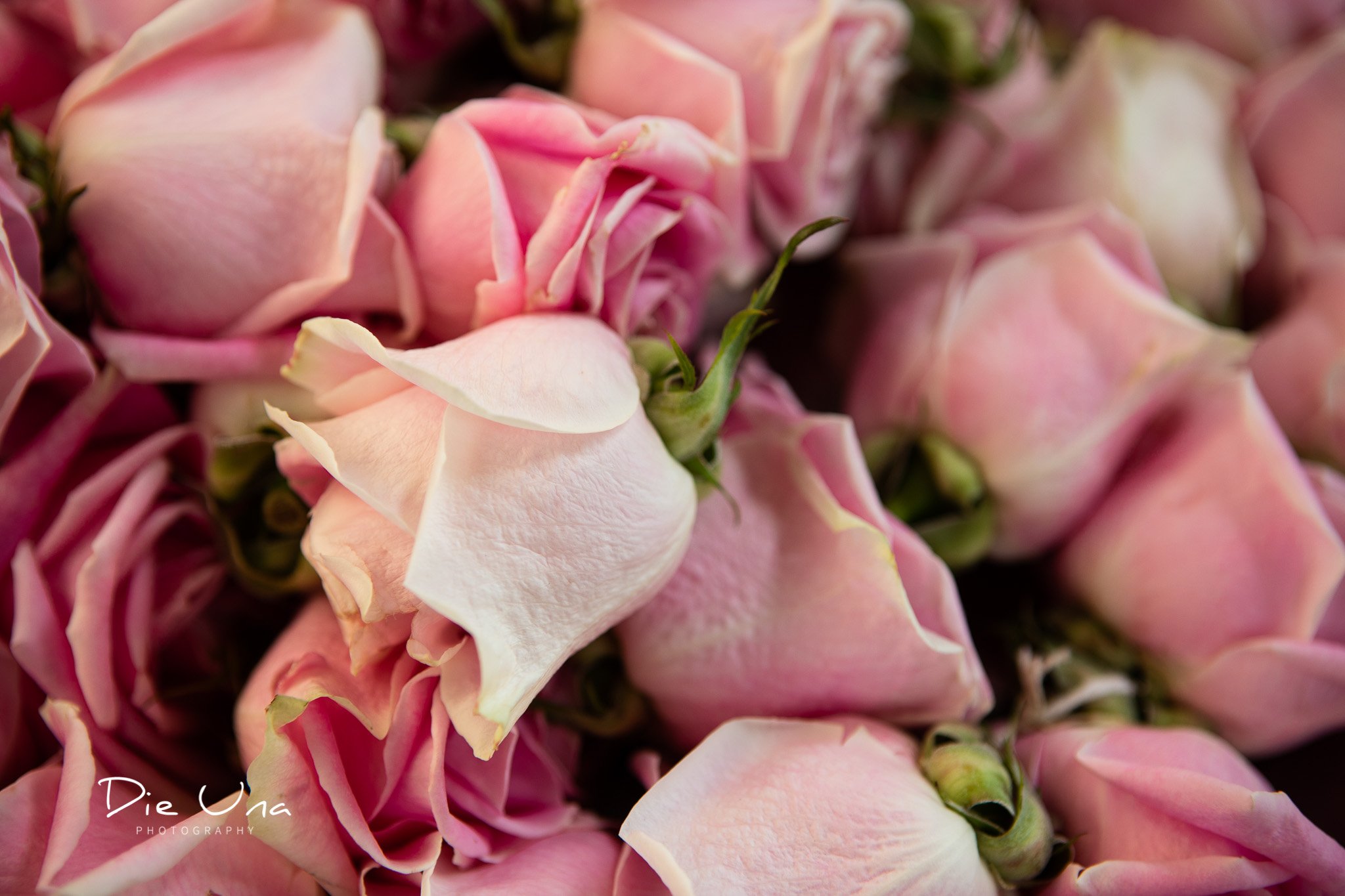 close up of pink rose garland or maalai during Sri Lankan wedding at Auberge du Pommier.jpg