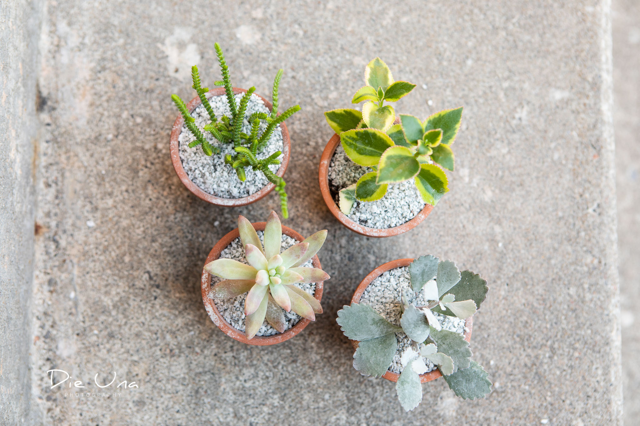 tiny potted succulents as wedding favors.jpg