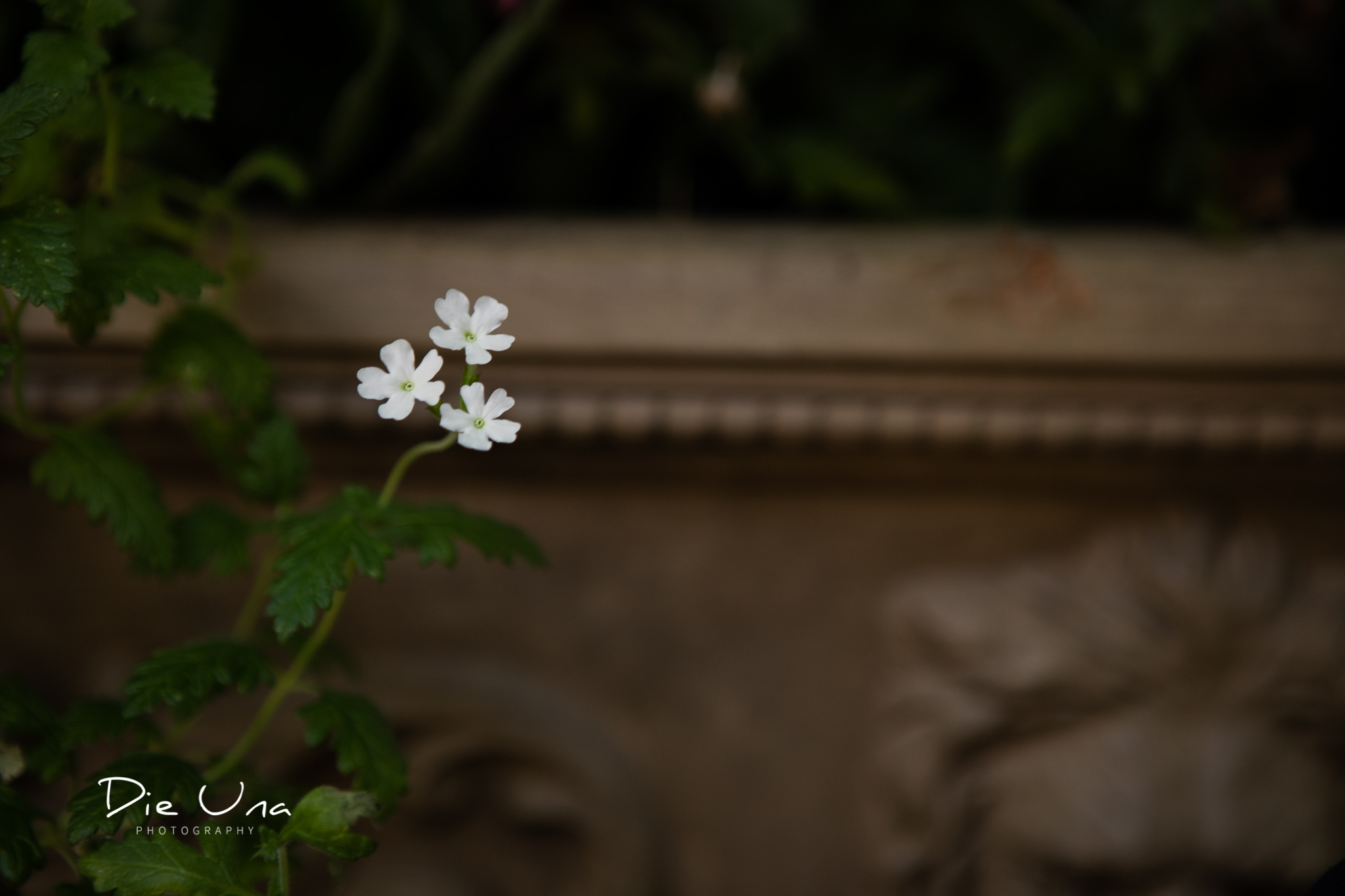 tiny white flowers in growing on the Terrace at the Auberge du Pommier in Toronto.jpg