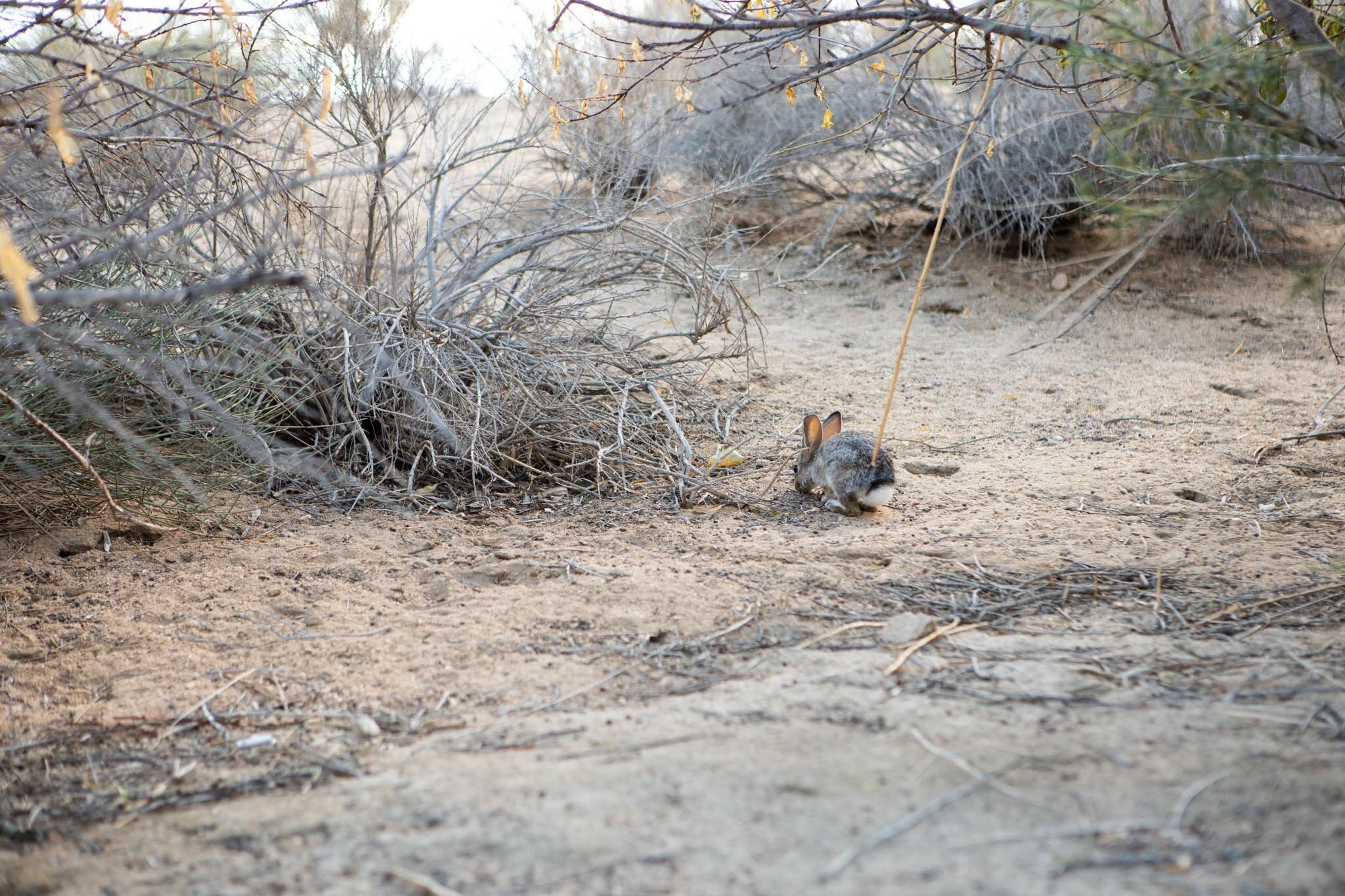 a bunny along the path to Sanctuary in Joshua Tree Retreat Center.jpg