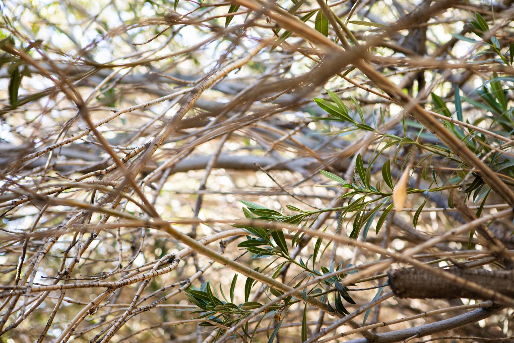 a few green leaves in the desert trees in Joshua Tree.jpg