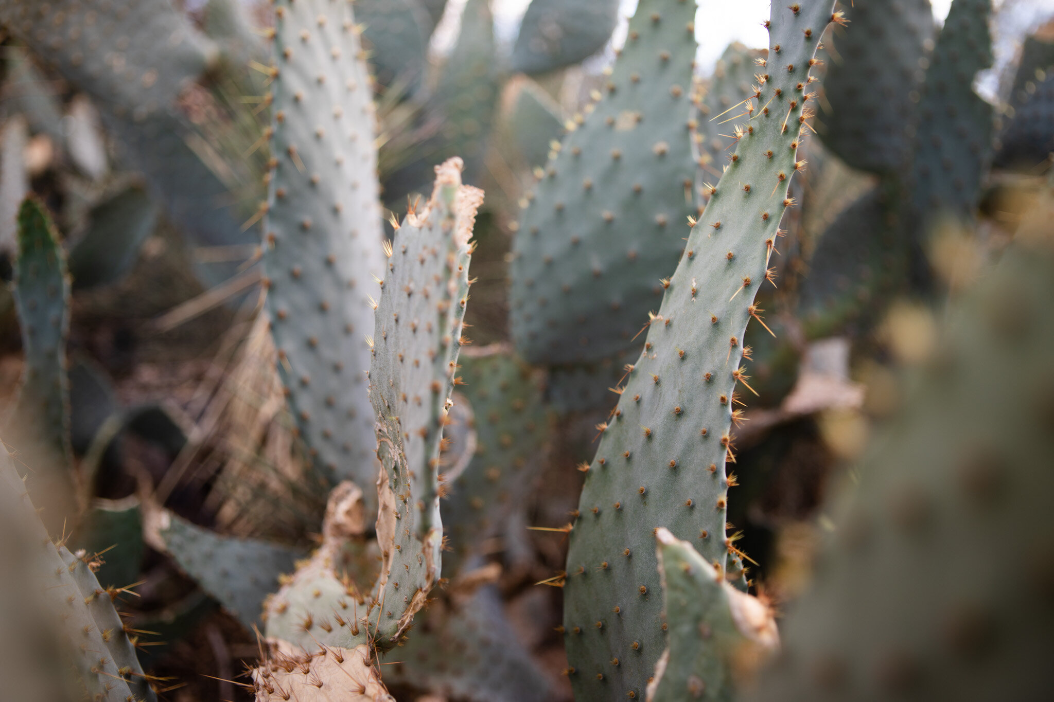 cactus plants in Joshua Tree desert.jpg