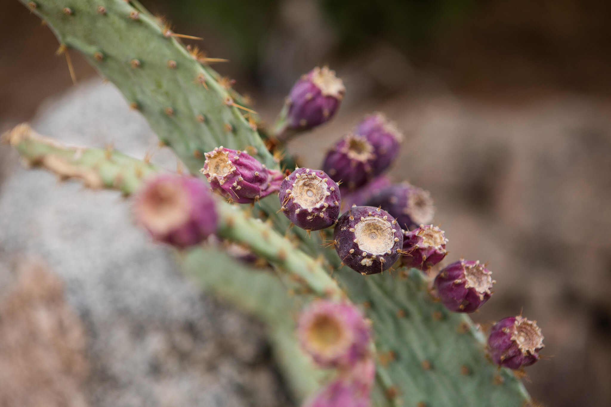 purple cactus plant in Joshua Tree.jpg