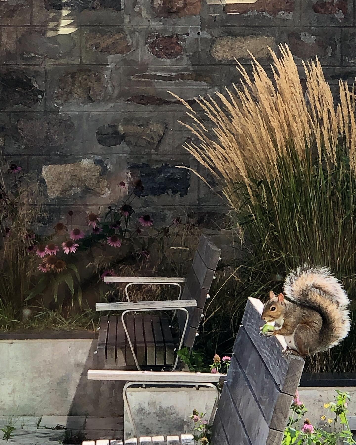 When the humans are away, the squirrels take over the courtyard at @kitchenerlibrary