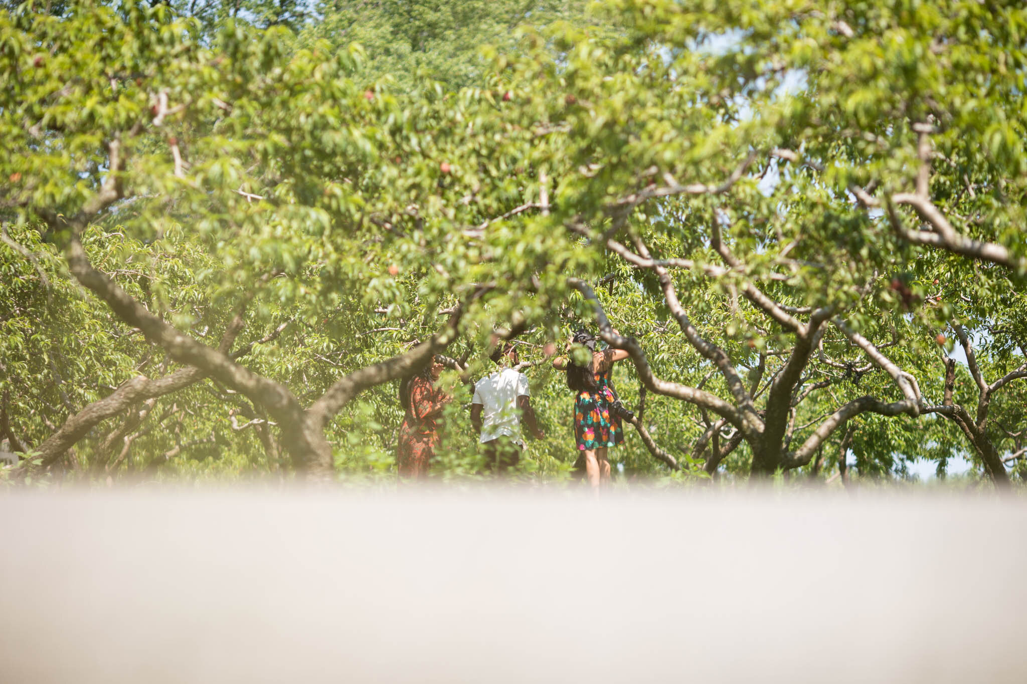 friends picking peaches at Cherry Avenue Farms with blurred road in the foreground.jpg
