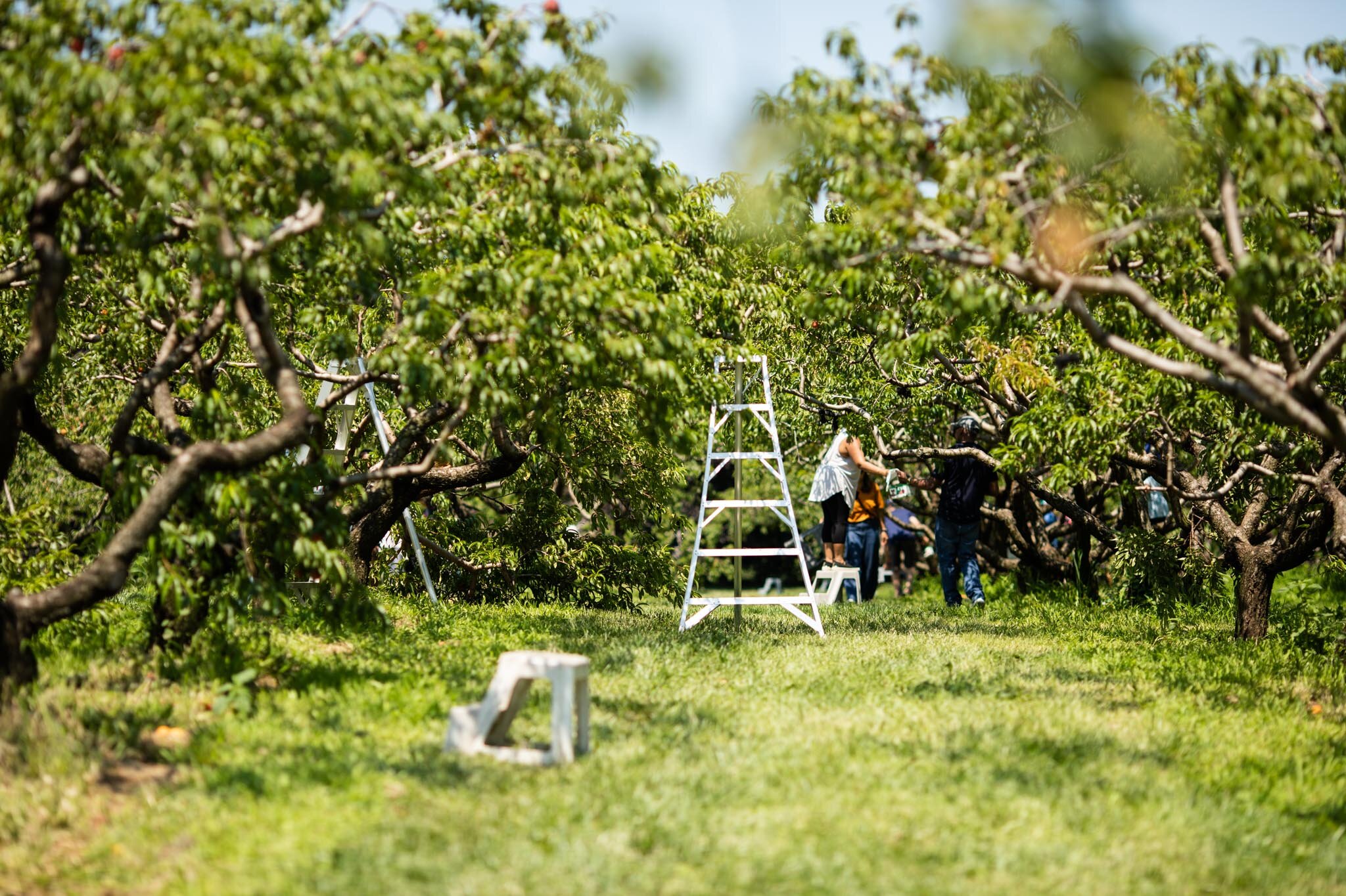 peach orchard with aluminum step ladder in centre of frame at Cherry Avenue Farms Ontario.jpg