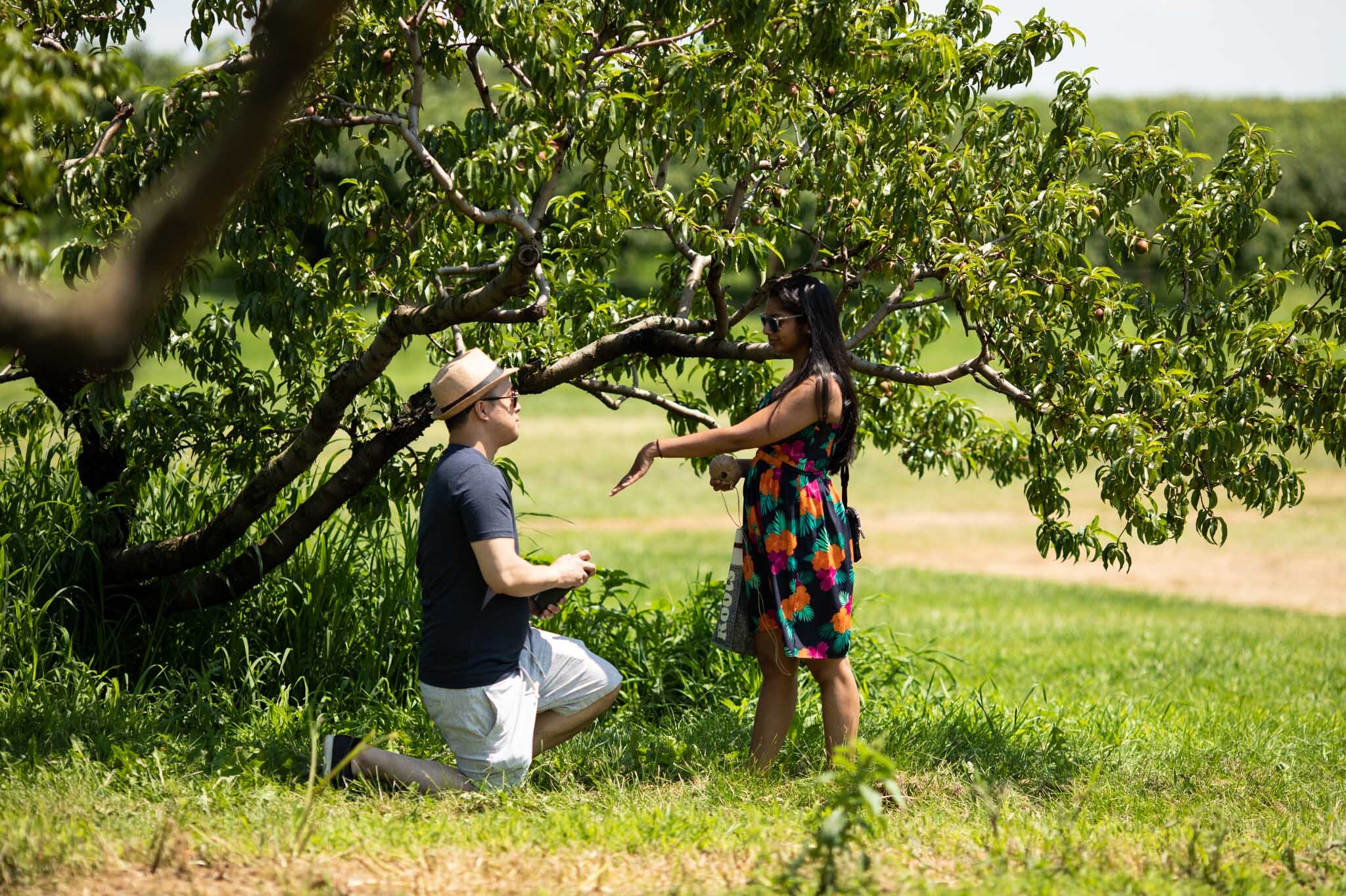 practise proposal by friends of the couple in a peach orchard at Cherry Avenue Farms Ontario.jpg