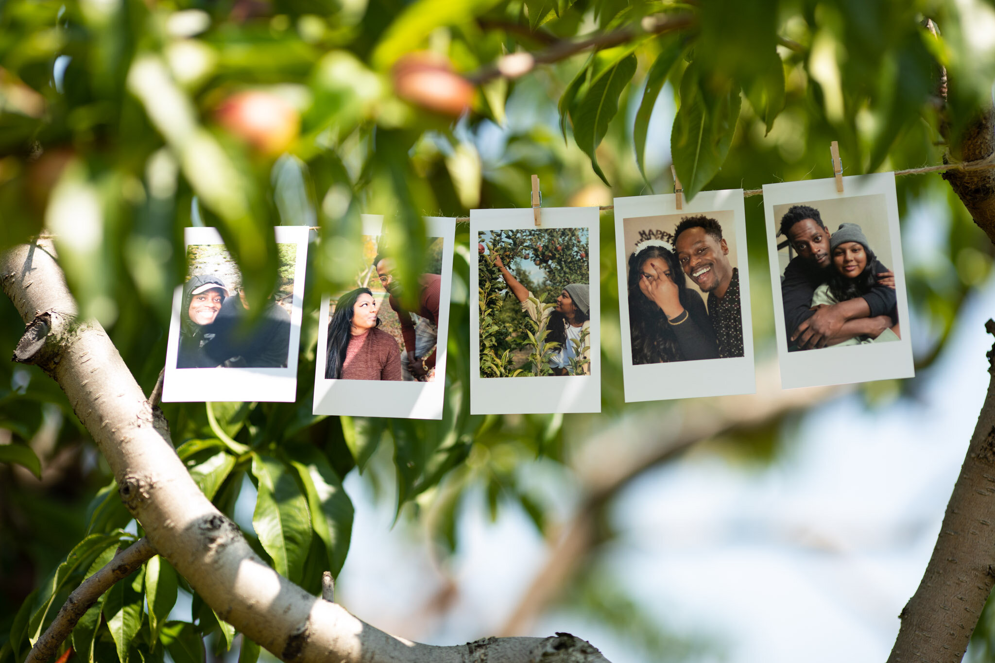 printed polaroids of couple strung up in a peach tree at Cherry Avenue Farms Ontario.jpg
