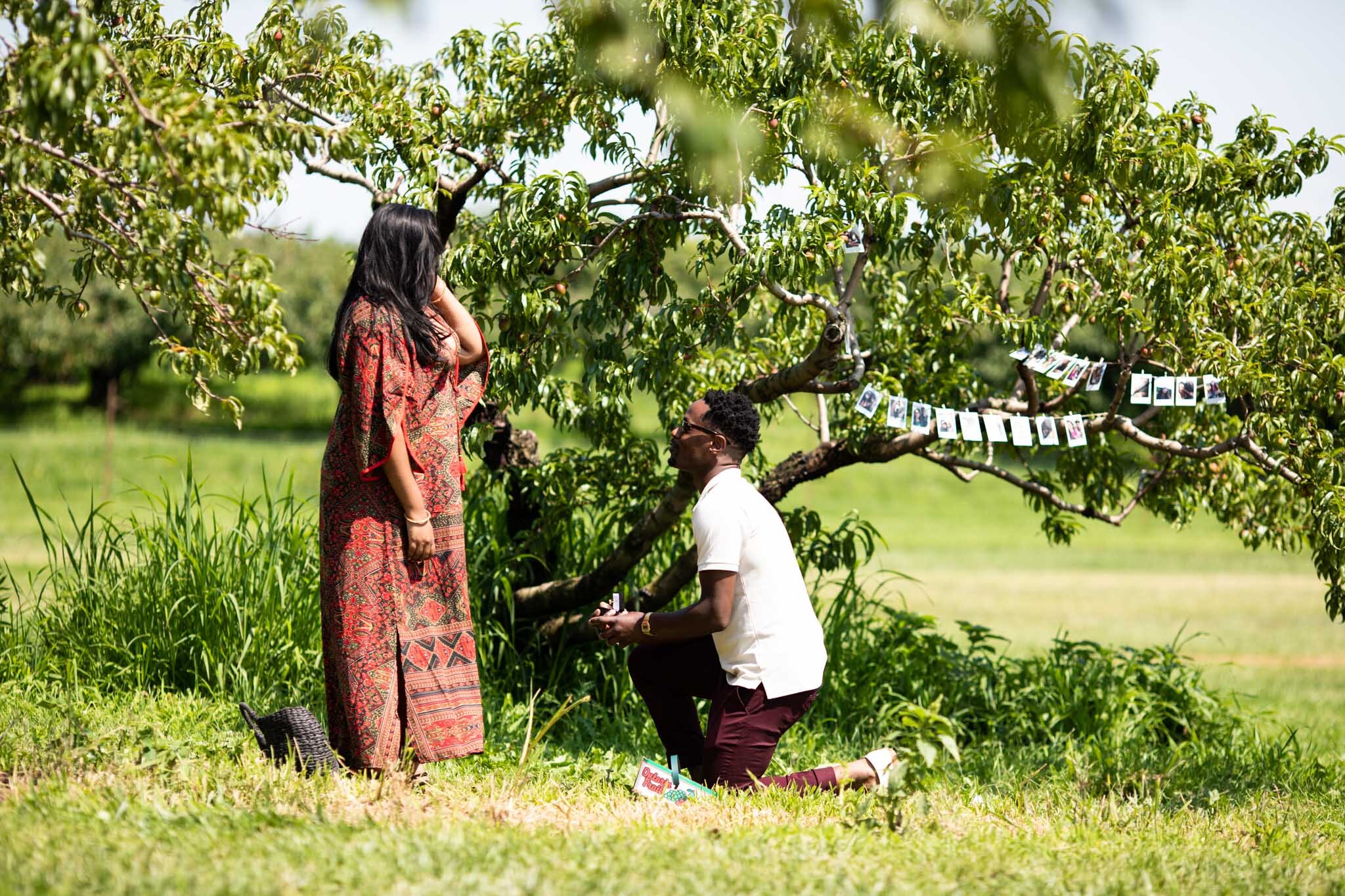 surprise wedding proposal in a peach orchard at Cherry Avenue Farms.jpg